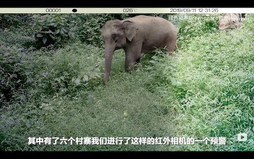 欧美大象回家图片,欧美摄影师捕捉感人瞬间